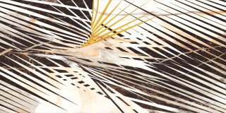 Pp CALACATTA GOLD DECOR A RECT. 1197x597x8 G.1 CD