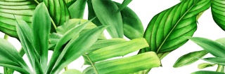 CENTRO GARDEN TROPIC A RETT. 25x75 G.1 BC