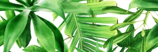 CENTRO GARDEN TROPIC B RETT. 25x75 G.1 BC