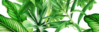 CENTRO GARDEN TROPIC C RETT. 25x75 G.1 BC